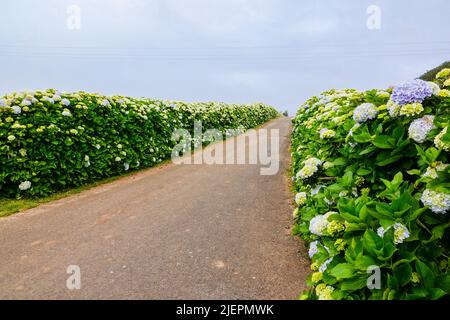 A country road framed by Hydrangea flowers near Agualva, Terceira Island, Azores, Portugal. The tiny Azores are covered by wild hydrangea shrubs considered the national flower. Stock Photo