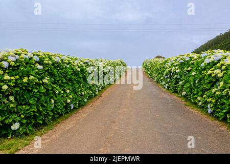 A country road framed by Hydrangea flowers near Agualva, Terceira Island, Azores, Portugal. The tiny Azores are covered by wild hydrangea shrubs considered the national flower. Stock Photo