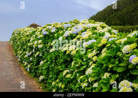 A country road framed by Hydrangea flowers near Agualva, Terceira Island, Azores, Portugal. The tiny Azores are covered by wild hydrangea shrubs considered the national flower. Stock Photo