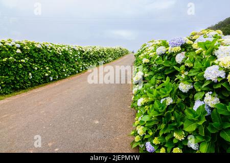 A country road framed by Hydrangea flowers near Agualva, Terceira Island, Azores, Portugal. The tiny Azores are covered by wild hydrangea shrubs considered the national flower. Stock Photo