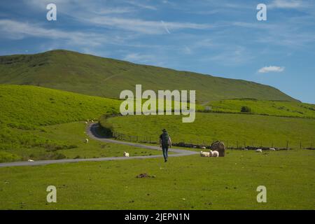 Hiker with backpack and hat walks on Offa's Dyke Path in Wales close to the Black Mountains among many sheep Stock Photo