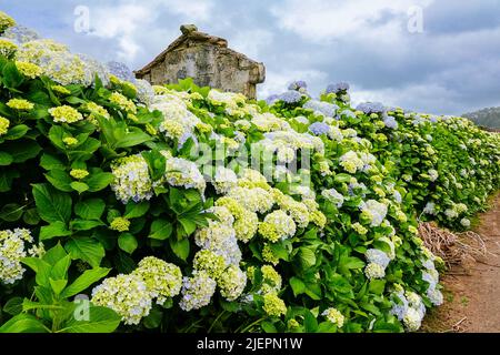 An old stone building is overwhelmed by Hydrangea flowers near Agualva, Terceira Island, Azores, Portugal. The tiny Azores are covered by wild hydrangea shrubs considered the national flower. Stock Photo