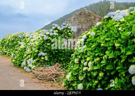 An old stone building is overwhelmed by Hydrangea flowers near Agualva, Terceira Island, Azores, Portugal. The tiny Azores are covered by wild hydrangea shrubs considered the national flower. Stock Photo