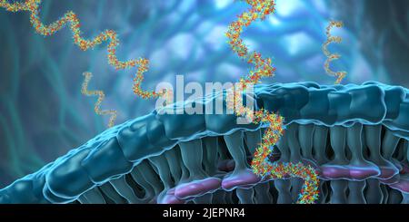 Ribonucleic acid strands consisting of nucleotides important for protein bio-synthesis - 3d illustration Stock Photo