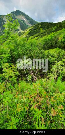 Natural landscape in the foothills of the High Tatras in the north of Slovakia in early summer with wide valleys and green meadows. Stock Photo