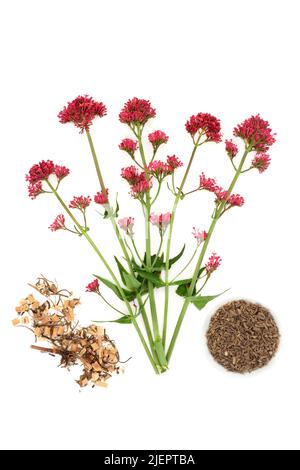 Red valerian herb with dried root samples used in herbal plant medicine to treat insomnia, anxiety, headaches, digestive and menopause problems. On wh Stock Photo