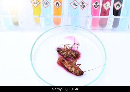 scientific experiments with Cockroach in the laboratory and chemical ...