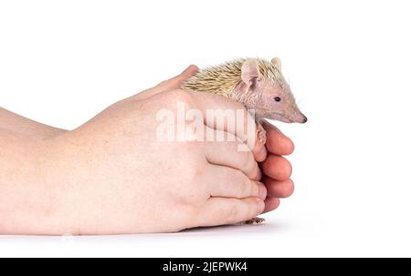 Tenrec being held in human hands. Isolated on a white background. Stock Photo