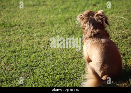 Long haired dachshund photographed in Jeffrey's Bay, South Africa Stock Photo