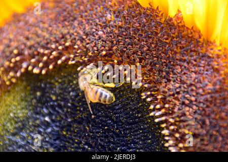 Single Honey Bee (Apis) on Large Yellow Sunflower (Helianthus annuus) Flowerhead grown at RHS Garden Harlow Carr, Harrogate, Yorkshire, England, UK. Stock Photo