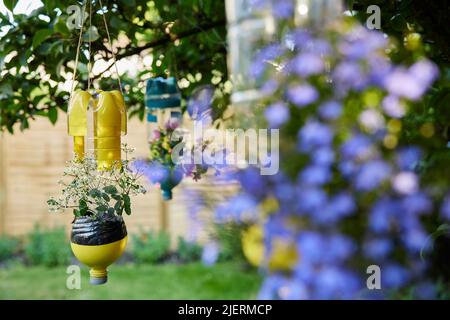 Sustainable Plant Holders Made From Repurposed Recycled Plastic Bottles In Garden Stock Photo