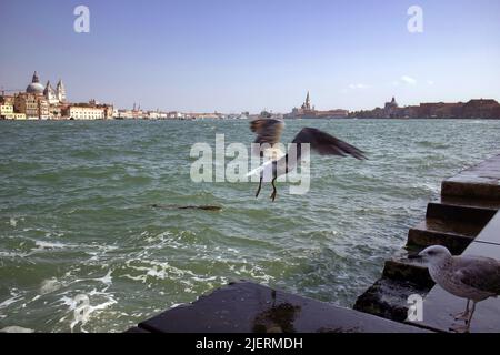 Two Gull or seagulls taking a flight, it is a seabirds of the family laridae against Venice city sea side, Italy, Europe Stock Photo