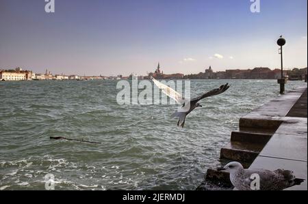 Two Gull or seagulls taking a flight, it is a seabirds of the family laridae against Venice city sea side, Italy, Europe Stock Photo