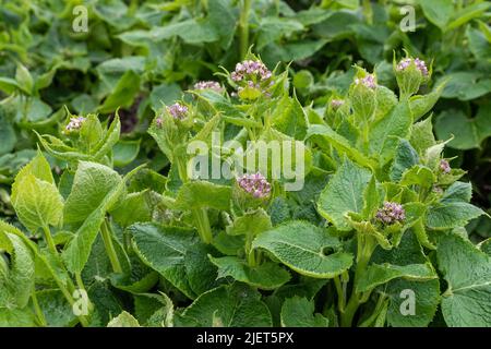 Lunaria rediviva, known as perennial honesty, is a species of flowering plant in the cabbage family Brassicaceae. Medicinal plants Stock Photo