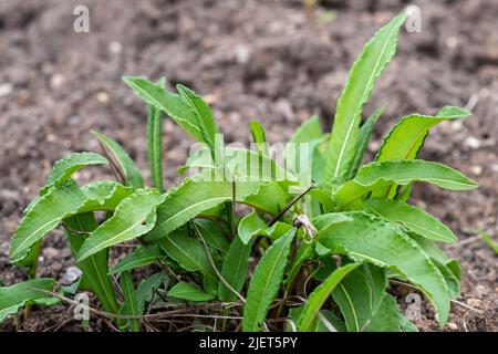 Botanical collection, young green leaves of medicinal plant Bistorta officinalis or Persicaria bistorta), known as bistort, snakeroot, snake-root, sna Stock Photo
