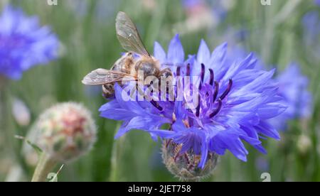 Bee on a cornflower, a blue flower in the garden. Stock Photo