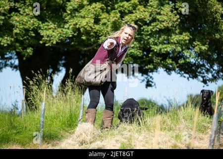 Strigidae Gundogs Stock Photo