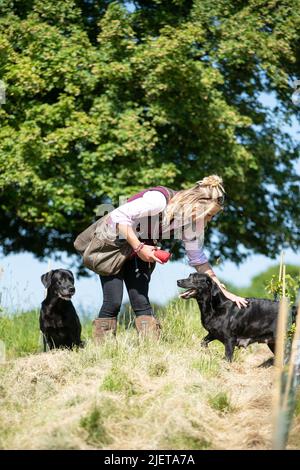 Strigidae Gundogs Stock Photo
