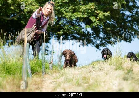 Strigidae Gundogs Stock Photo