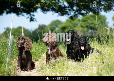 Strigidae Gundogs Stock Photo