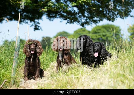 Strigidae Gundogs Stock Photo