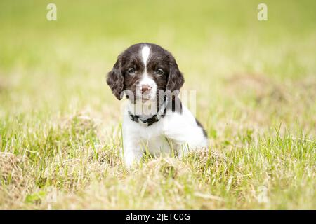 Sprocker Spaniel Puppies Stock Photo