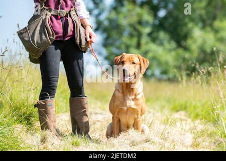 Strigidae Gundogs Stock Photo