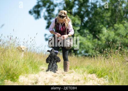 Strigidae Gundogs Stock Photo