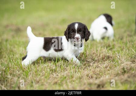 Sprocker Spaniel Puppies Stock Photo