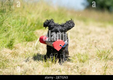 Strigidae Gundogs Stock Photo