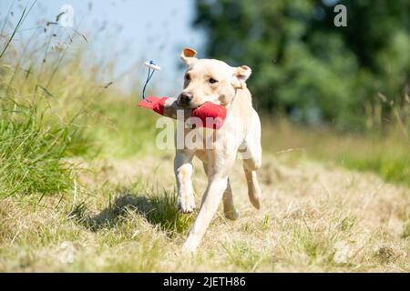 Strigidae Gundogs Stock Photo