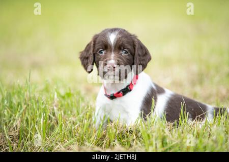 Sprocker Spaniel Puppies Stock Photo