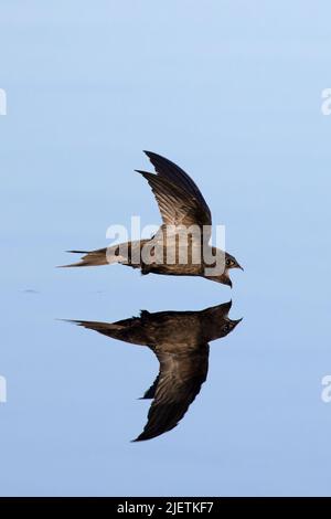 Eurasian swift (Apus apus), drinking while flying, Netherlands Stock ...