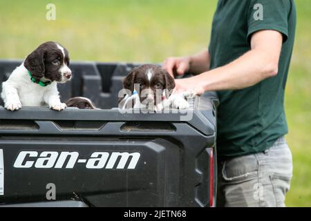 Sprocker Spaniel Puppies Stock Photo