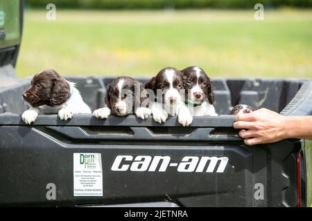 Sprocker Spaniel Puppies Stock Photo