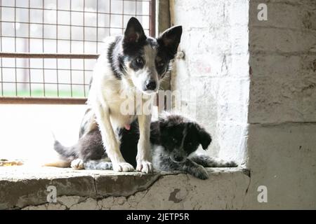 Working Sheepdog and Puppies Stock Photo