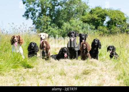 Strigidae Gundogs Stock Photo