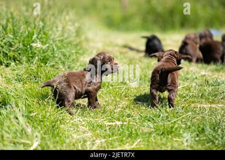Strigidae Gundogs Stock Photo