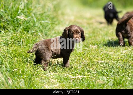 Strigidae Gundogs Stock Photo