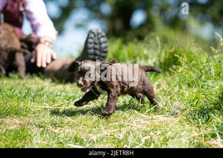 Strigidae Gundogs Stock Photo