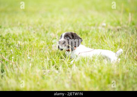 Sprocker Spaniel Puppies Stock Photo