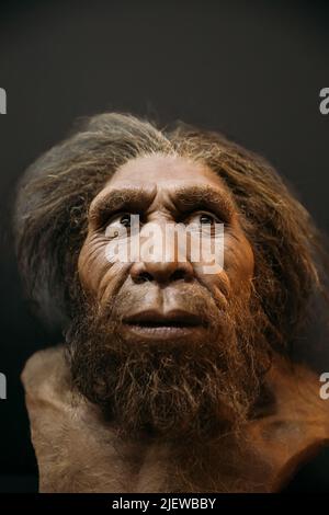 Reconstruction Of Appearance Homo Neanderthalensis At Museum Exhibition ...