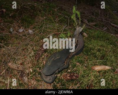 A boot sole on the bottom of the forest, where a small pine tree has found its place to grow. Stock Photo
