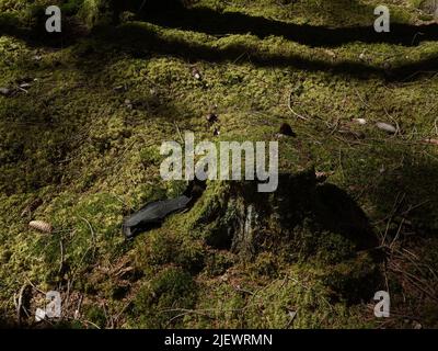 An worn-out shoe sole, left behind in the woods. Stock Photo