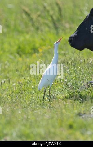 Cattle egret (Bubulcus ibis) adult in summer plumage hunting flies and other insects which are disturbing a cow, a symbiotic relationship Stock Photo