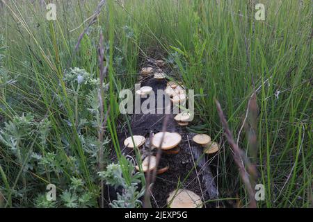 many mushrooms on a dead tree in the meadow Stock Photo
