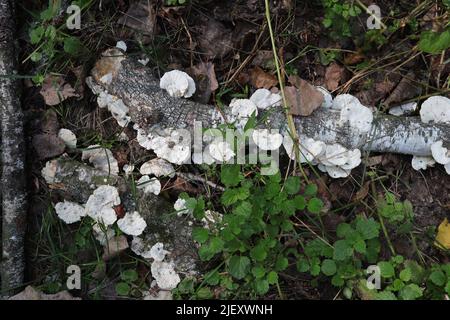 White fungi on a dead birch Stock Photo