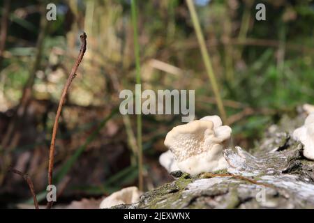 White fungi on a dead birch Stock Photo