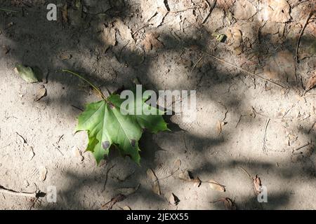 Norwegian Maple leaf on Sand Stock Photo