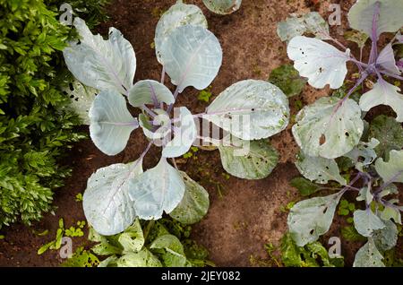 Brussels sprouts after rain on farm. Cultivation vegetables in ground. Selective focus, blurred background Stock Photo